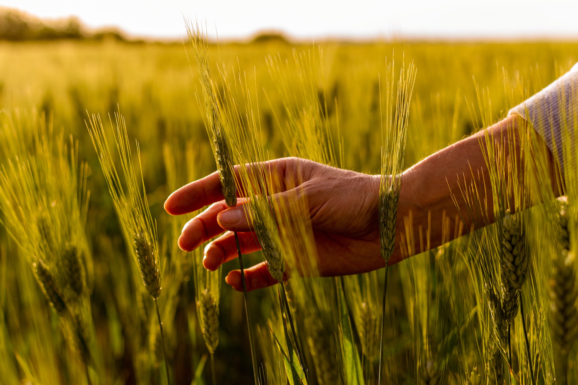 Read more about the article World record attempt for the largest wheat harvest