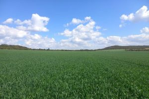 Read more about the article A closer look at Primostar Fertilizer used in the attempt to break the world record in Zambia!